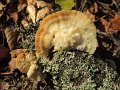 Tyromyces kmetii
